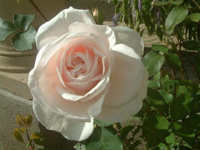 Roserosa.jpg.jpg